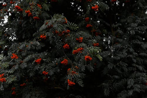红色花瓣盛开 · 免费素材图片