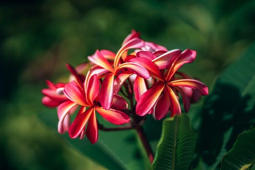 红素馨花的宏观照片 · 免费素材图片