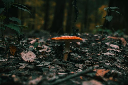 地面上的蘑菇 · 免费素材图片