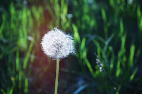 白蒲公英花 · 免费素材图片