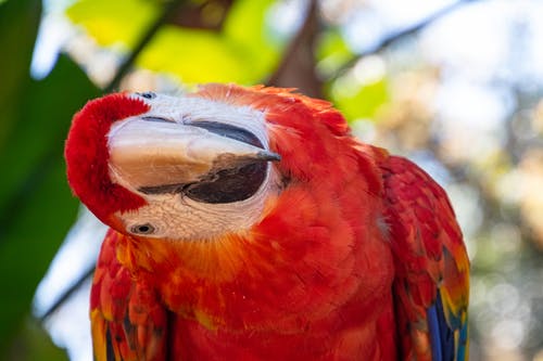 猩红金刚鹦鹉的选择性聚焦摄影 · 免费素材图片