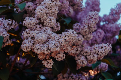 紫色和粉红色花瓣的花朵 · 免费素材图片