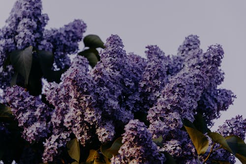 紫色丁香花特写摄影 · 免费素材图片