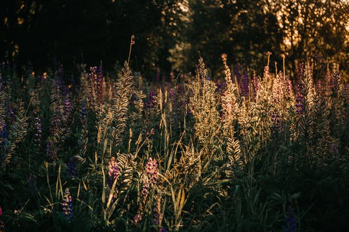 粉红色的花瓣花园 · 免费素材图片