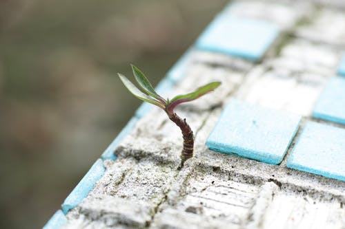 绿叶植物在沙滩上 · 免费素材图片