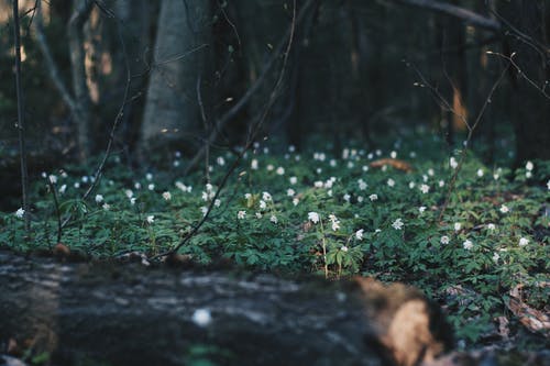 草地上的白花 · 免费素材图片