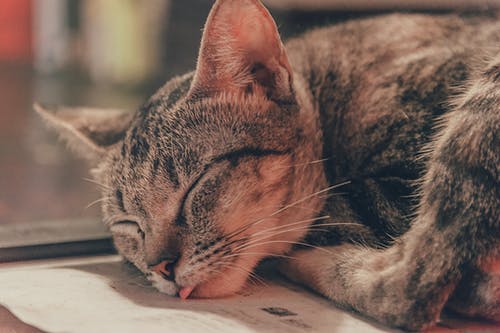 躺在白色印刷纸上的棕色虎斑猫 · 免费素材图片