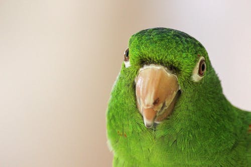绿鹦鹉 · 免费素材图片