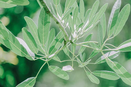 绿色的叶子的植物特写照片 · 免费素材图片