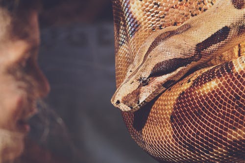 网状python的特写照片 · 免费素材图片