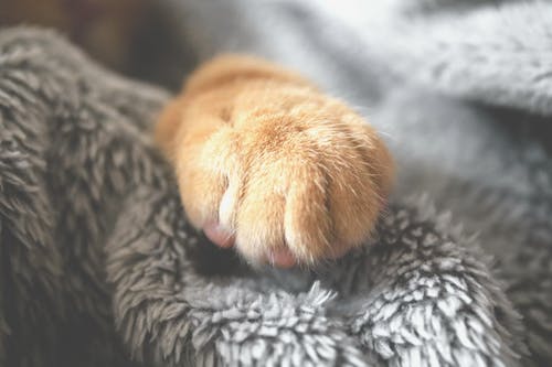 布朗宠物爪的选择性照片 · 免费素材图片
