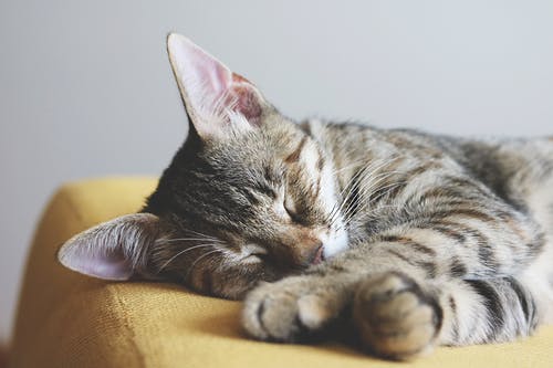 灰色的虎斑猫睡在黄色纺织上的特写摄影 · 免费素材图片