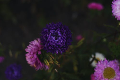粉色和紫色的花瓣花的选择性聚焦摄影 · 免费素材图片
