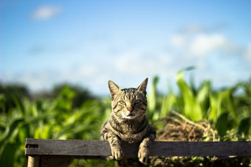 灰色的虎斑猫，靠在栅栏上的照片 · 免费素材图片