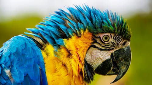蓝色和黄色的金刚鹦鹉的特写摄影 · 免费素材图片