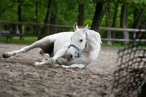 白马躺在地面上的选择性聚焦摄影 · 免费素材图片