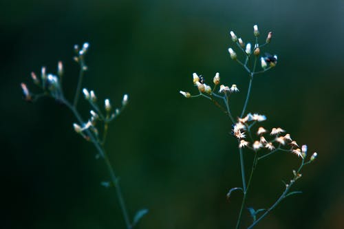 白色花瓣花的特写照片 · 免费素材图片