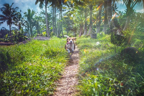 小猎犬在草丛中奔跑 · 免费素材图片