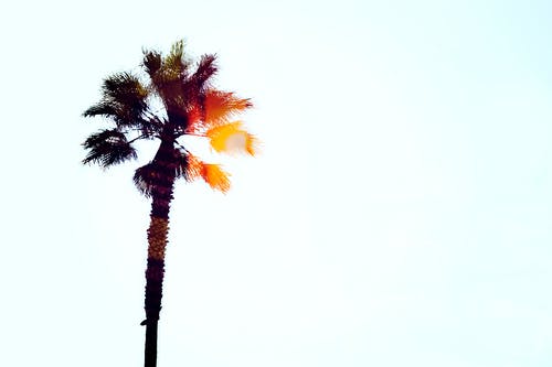 棕榈树的剪影 · 免费素材图片