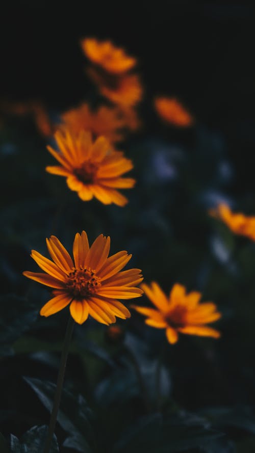 鲜花的选择性聚焦摄影 · 免费素材图片