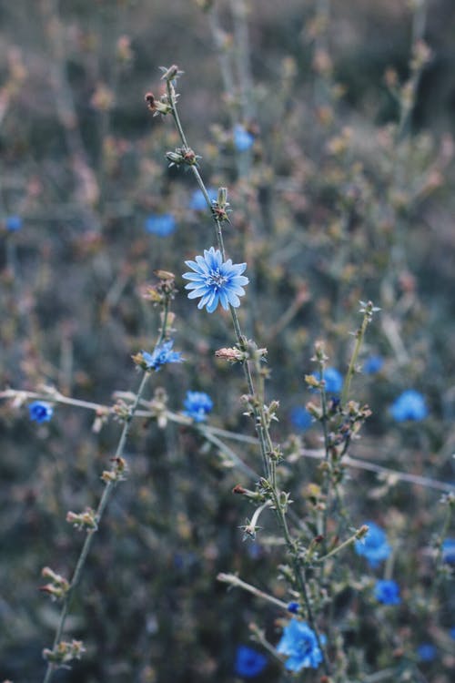 蓝花 · 免费素材图片