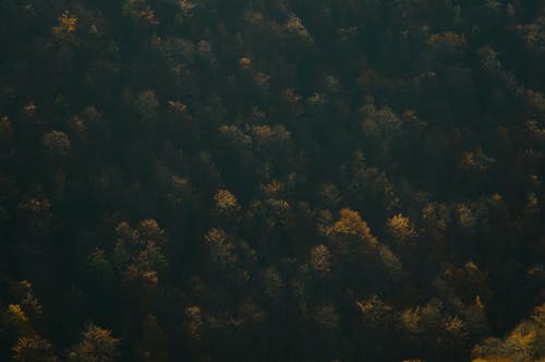 森林航拍 · 免费素材图片