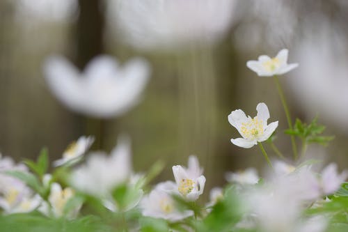 白花的选择性聚焦摄影 · 免费素材图片