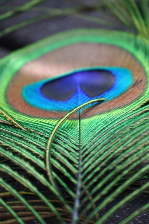 绿色和棕色的孔雀羽毛的特写照片 · 免费素材图片