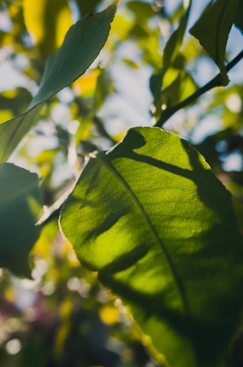 叶子的选择性聚焦摄影 · 免费素材图片