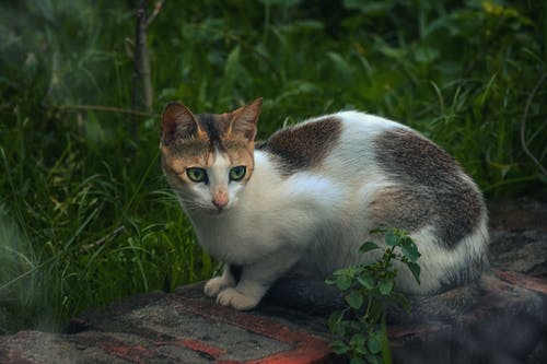 猫的照片 · 免费素材图片