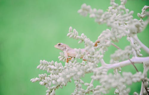 白蜥蜴在植物上 · 免费素材图片