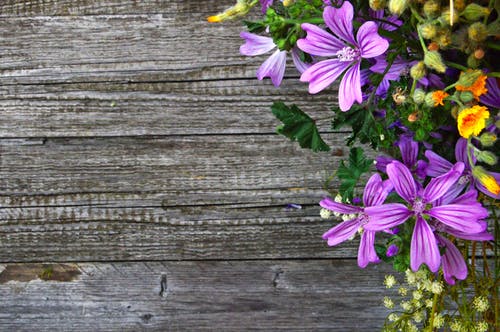 紫色的花瓣花 · 免费素材图片
