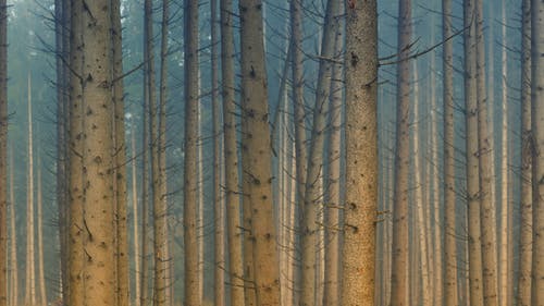 棕色木树干图 · 免费素材图片