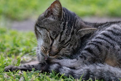 灰色的虎斑猫躺在草地上的照片 · 免费素材图片