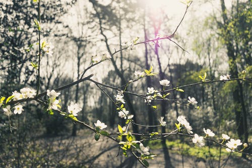 白天树林中一棵白花树的选择性焦点照片 · 免费素材图片