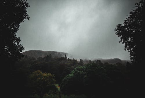 在森林上下雨 · 免费素材图片