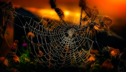 浅焦点摄影中的蜘蛛网 · 免费素材图片