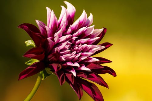 紫色菊花的特写照片 · 免费素材图片