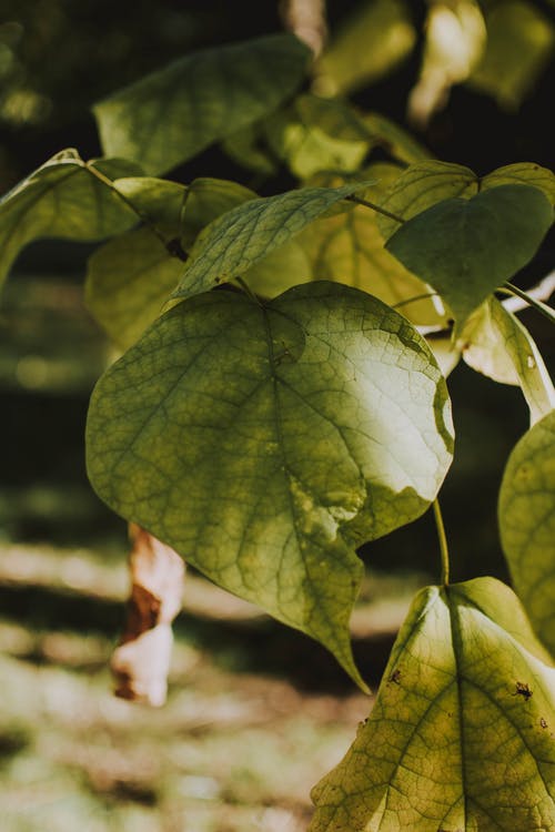 绿叶植物 · 免费素材图片