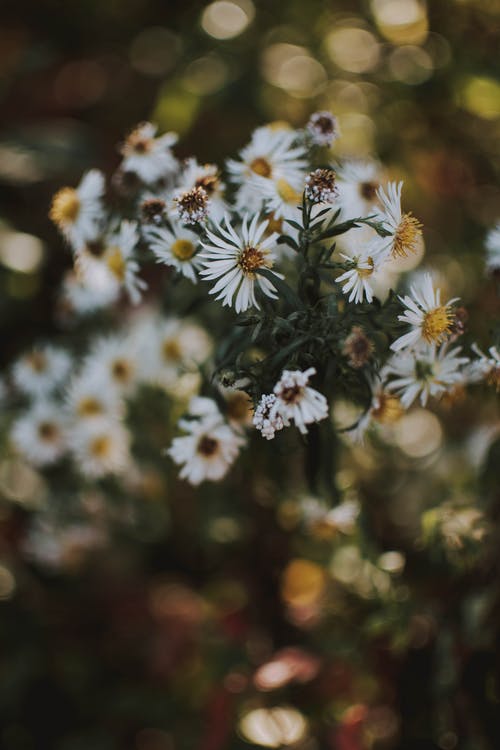 倾斜移位摄影中的白花 · 免费素材图片