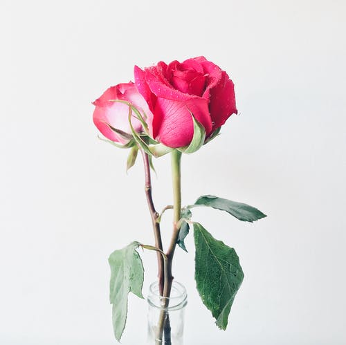 花瓶里的粉红玫瑰照片 · 免费素材图片