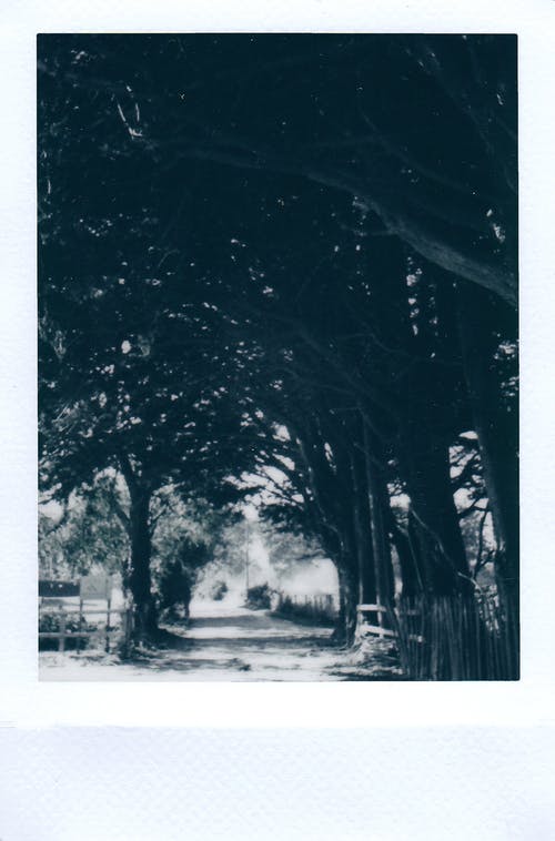 树木与栅栏之间的道路 · 免费素材图片