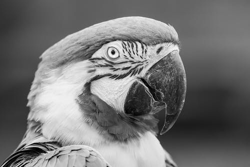 鹦鹉的灰度摄影 · 免费素材图片