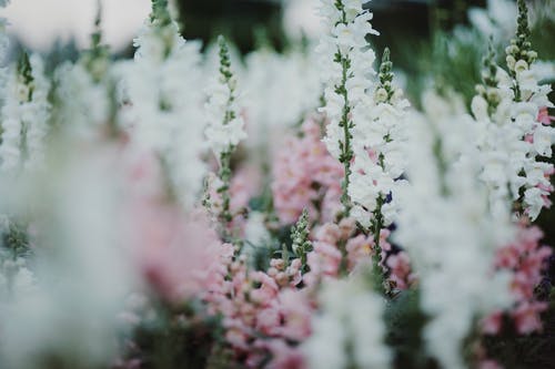 白色和粉红色的花瓣花 · 免费素材图片