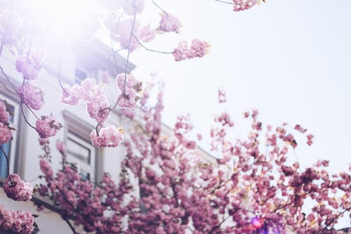 白色建筑附近的粉红色花瓣花 · 免费素材图片
