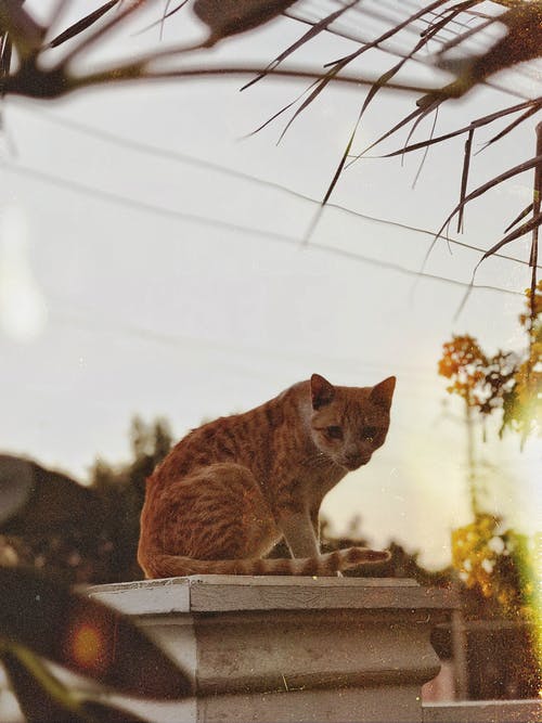 在白色的混凝土柱上的橙色虎斑猫 · 免费素材图片