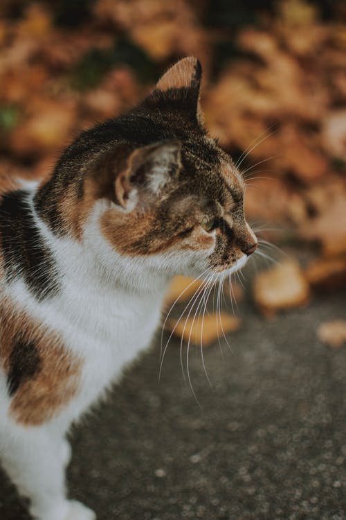 短毛白猫和棕猫 · 免费素材图片