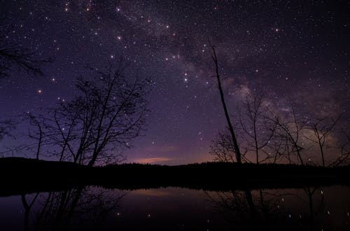 繁星点点的夜空下无叶的树木 · 免费素材图片