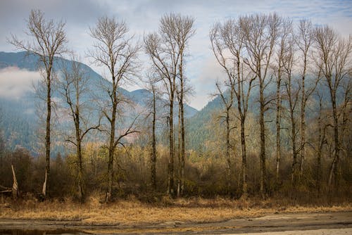 跨山绿叶的树木 · 免费素材图片