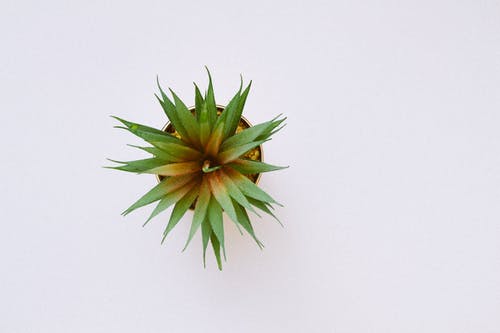 高角度拍摄的绿色的植物 · 免费素材图片